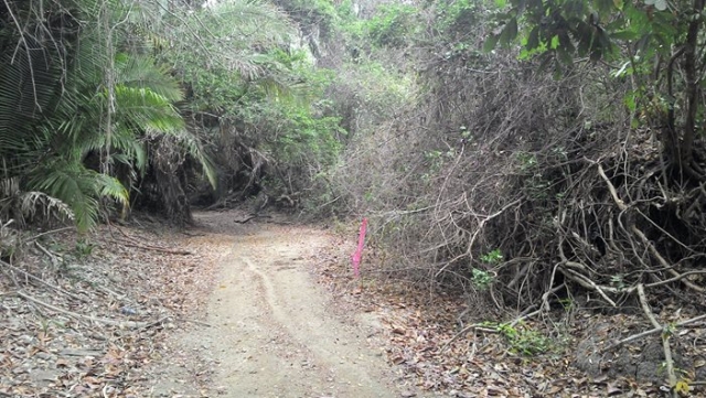  routes in the forest 